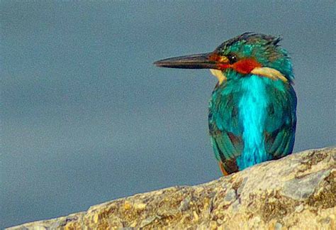 Ryukyu Life: Wildlife Photos: The Kingfisher and Ten Quick Shots