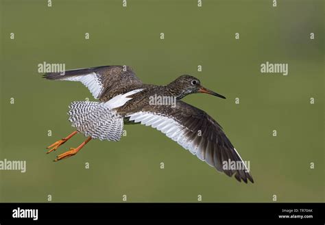 Common Redshank Tringa Totanus Flying Netherlands Stock Photo Alamy