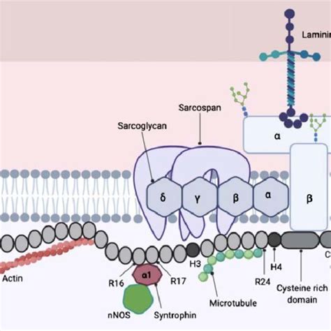 Full Length Dystrophin And Dystrophin Associated Protein Complex