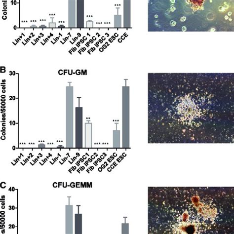 Functional Analysis Of Ipscderived Hematopoietic Cells After 8 Days Of Download Scientific