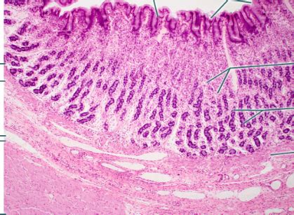 Stomach Histology Diagram Quizlet