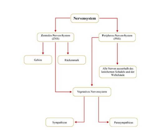 Vegetatives Nervensystem Flashcards Quizlet