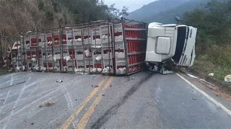 Caminhão tomba e frangos ficam espalhados em rodovia Revista Negócio