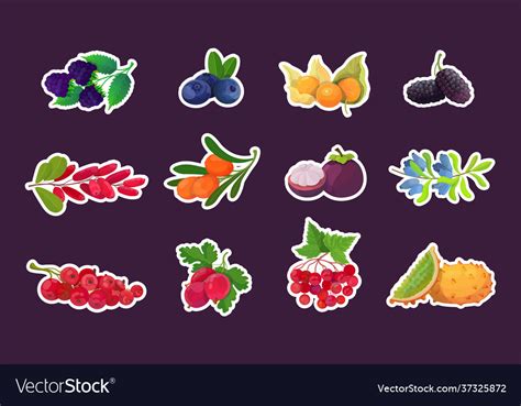 Set Fresh Juicy Berries Tasty Ripe Fruits Icons Vector Image