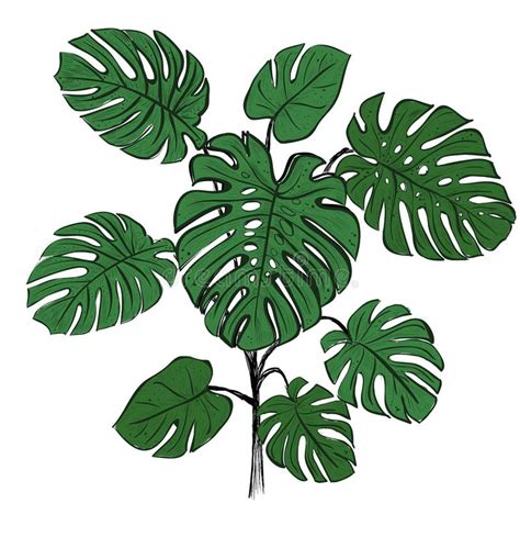 La Planta Del Delicosa De Monstera Sale Un Dibujo Lineal Continuo De