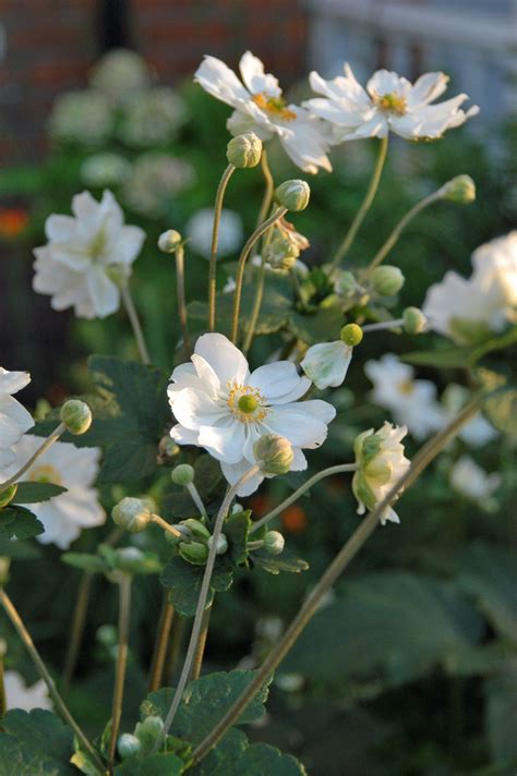 Anemone X Hybrida Honorine Jobert Flower Filled Front Garden Ealing