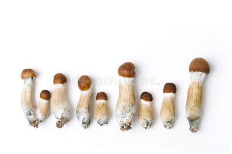 10197 Magic Mushrooms Stock Photos Free And Royalty Free Stock Photos