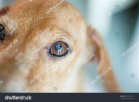 Close Small White Spot On Dogs Stock Photo 755250310 | Shutterstock