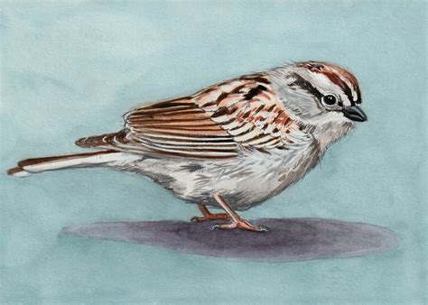 Sparrow Print Chipping Sparrow Bird Art Print From An Etsy