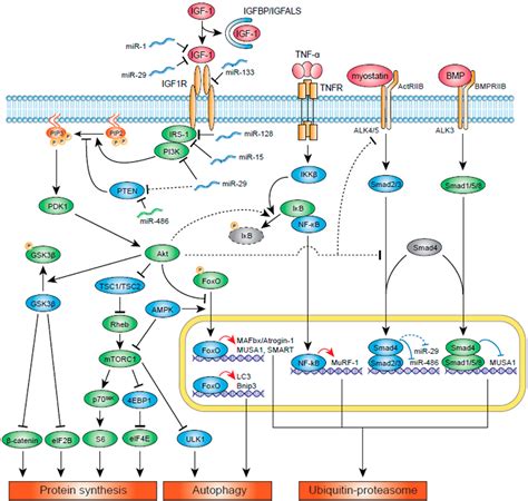 Pdf Mechanisms Of Igf Mediated Regulation Of Skeletal Muscle