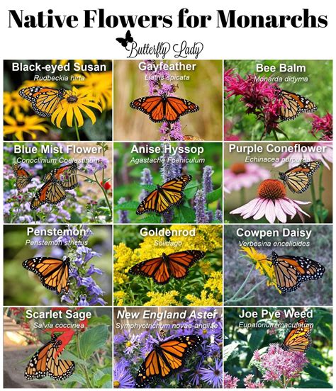 Best 12 12 amazing facts about butterflies and moths – Artofit