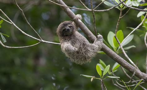 The Truth About Sloths Are They Lazy Playful Or Intelligent Mudfooted