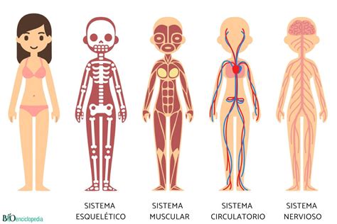 Diferencia Entre Sistema Y Aparato Resumen