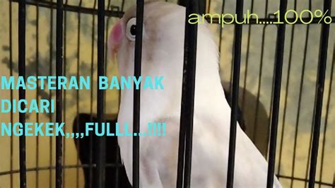 FULL EMOSI Masteran Lovebird Paud Ngekek Panjang 100 JITU