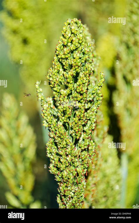 Millet plant hi-res stock photography and images - Alamy