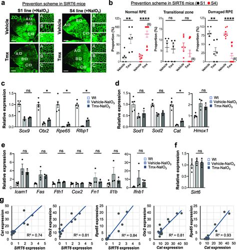 Sirt Overexpression Protects Mouse Rpe From Oxidative Stress And