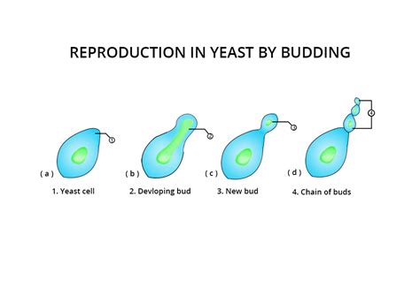 What Are Budding Definition Types And Importance Biology Aesl