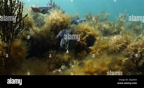 Australian Giant Cuttlefish Aggregation Sepia Apama Underwater In