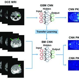 Pathway For Transfer Learning A Pre Trained GBM CNN Hidden Layer S