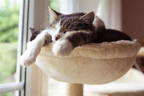 How Long Are Cats in Heat? Everything You Need to Know - Pets Nurturing