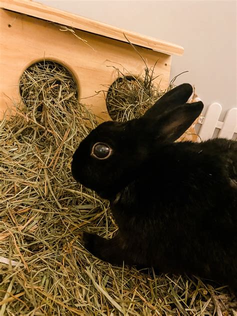 5 Ways You Can Keep Your Rabbit Healthy And Happy For Many Years — All