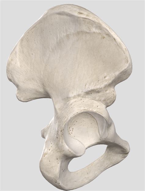 Hip Bone Lateral View Diagram Quizlet