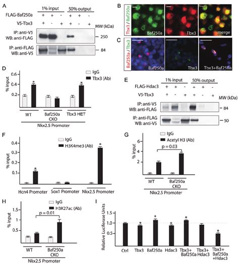 Baf250a Tbx3 And HDAC3 Coordinately Repressed The Expression Of