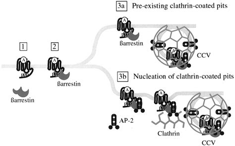 The Interaction Of Arrestin With The Ap Adaptor Is Required For The