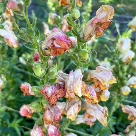 How to Deadhead Snapdragons for More Blooms - growhappierplants.com