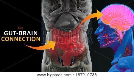 Gut-brain Connection Image & Photo (Free Trial) | Bigstock