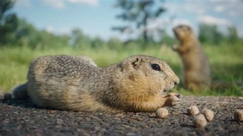 What Does Gopher Poop Look Like: Identification & Pictures