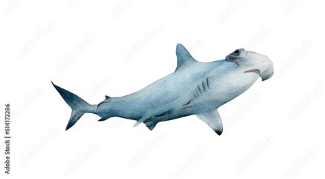 Hand Drawn Watercolor Hammerhead Shark Illustration Isolated On White