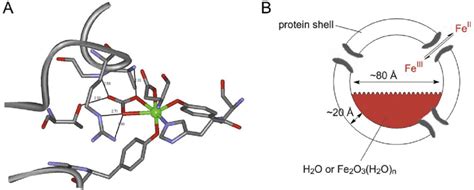 (A) Active site of human serum transferrin, N-lobe (PDB ID 1N84). (B ...