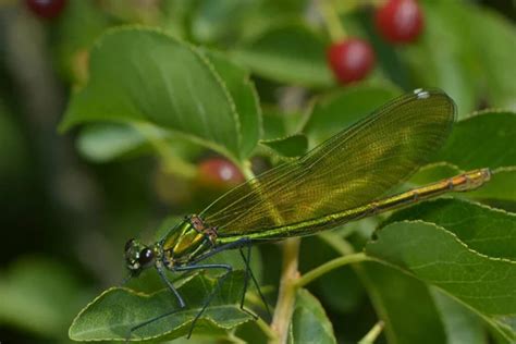 Odonata And Fauna Stock Photos Royalty Free Odonata And Fauna Images