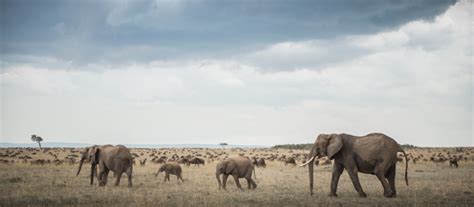 elephants-migration - Africa Geographic