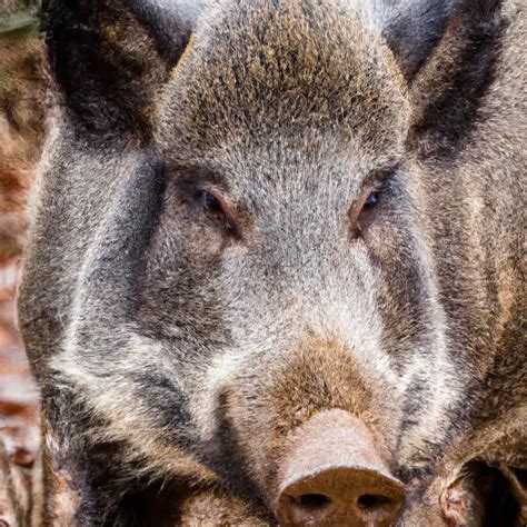 Hunting Feral Hog In Arkansas An Exciting Pursuit Goenthusiast