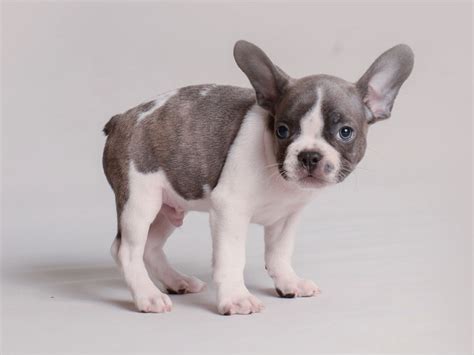 Blue Pied French Bulldog Puppies