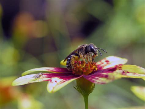 Sweat Bees Florida Wildflower Foundation