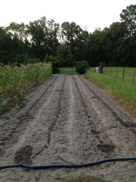 Drip Irrigation For My Pumpkin Patch I Mixed In A Few Sunflowers Also