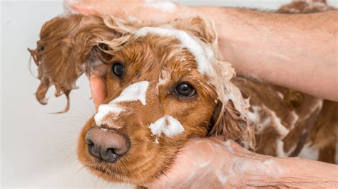 The 8 Best Antifungal Shampoos For Dogs