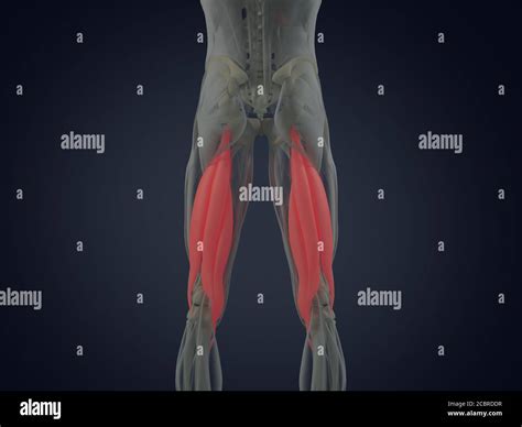 Groupe De Muscle De Hamstring Système De Muscle Danatomie Humaine