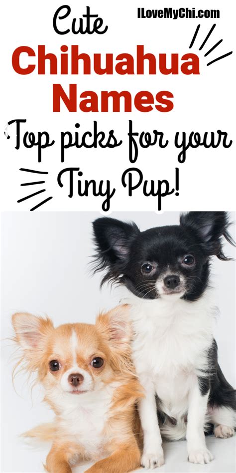 Cute Chihuahua Names: Top Picks for Your Tiny Pup - I Love My Chi