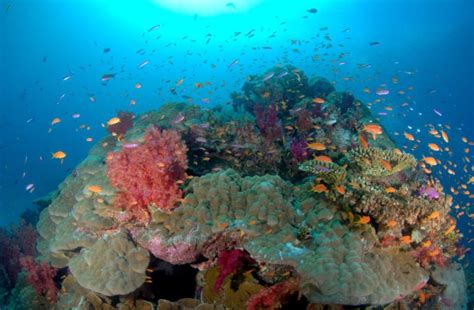 Coral Comeback Scientists Uncover Vast Hidden Reefs Around The World