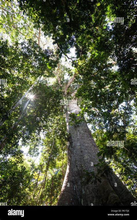 Un Rbol Sumauma Ceiba Pentandra Con M S De Metros De Altura