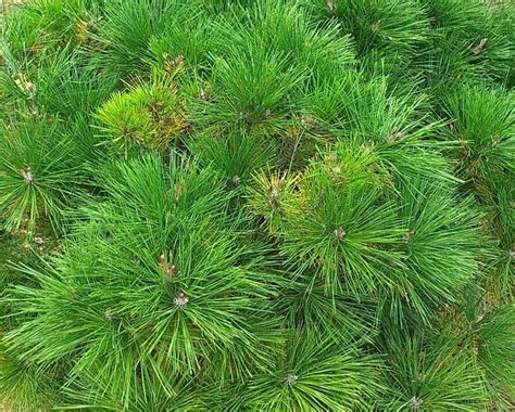 Pinus Brepo Caragh Nurseries