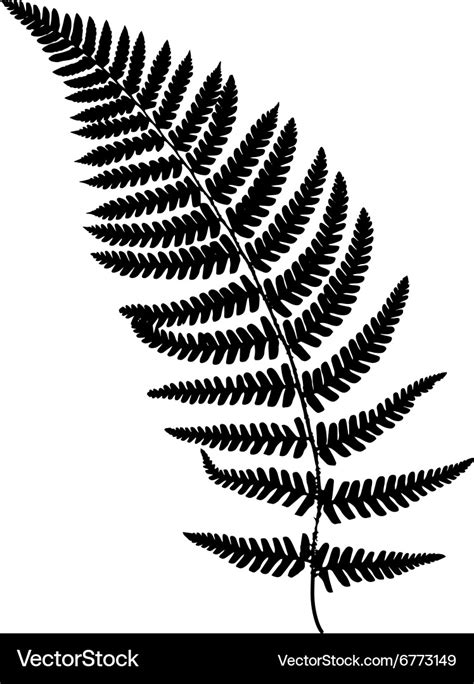 Fern Frond Black Silhouette Royalty Free Vector Image