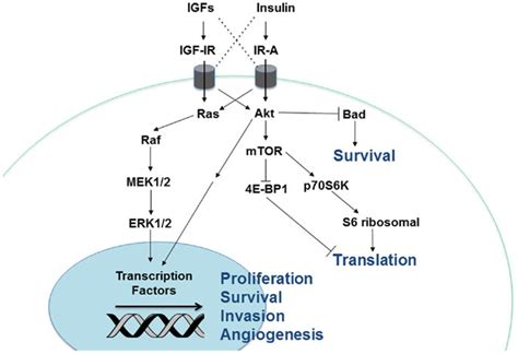 Cellular Signaling Pathways Downstream Of The Insulin Igf Receptors Download Scientific