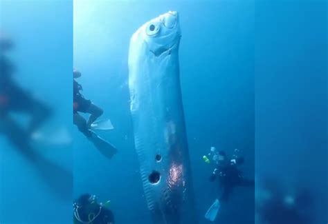 Giant Doomsday Fish Riddled By Cutter Shark Off Taiwan Coast