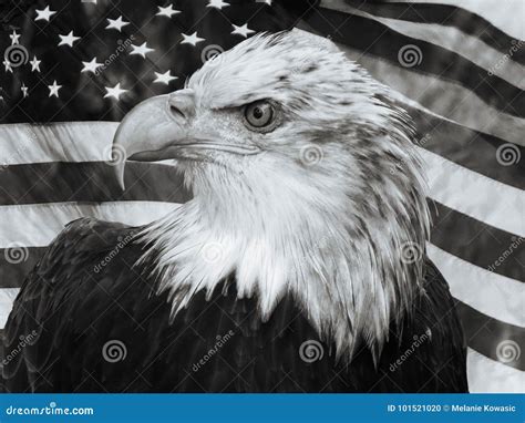 Bald Eagle U S A Flag Portrait Stock Photo Image Of Portrait Pride