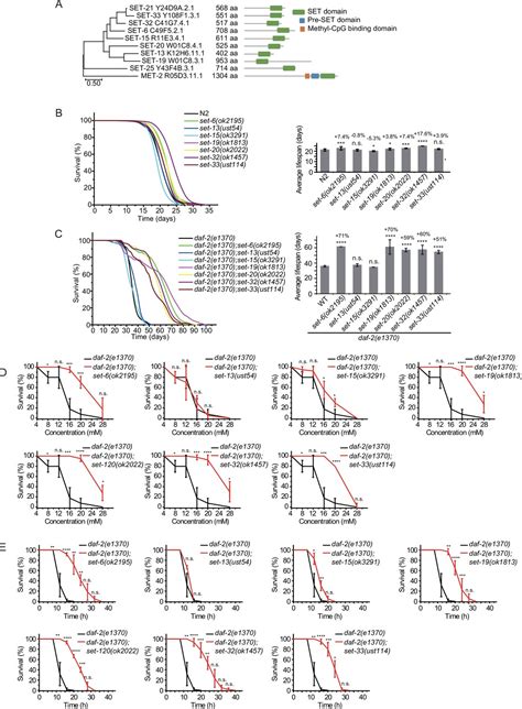 H K Me Methylation Limits The Lifespan Of Daf Mutants In C